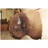 Image 7 : XL BUFFALO or BISON Shoulder Mount