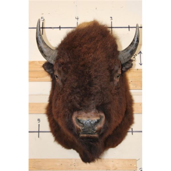 Big BUFFALO or BISON Shoulder Mount