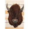 Image 1 : Big BUFFALO or BISON Shoulder Mount