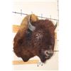 Image 2 : Big BUFFALO or BISON Shoulder Mount