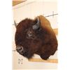 Image 3 : Big BUFFALO or BISON Shoulder Mount