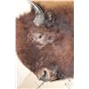 Image 4 : Big BUFFALO or BISON Shoulder Mount