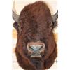 Image 5 : Big BUFFALO or BISON Shoulder Mount