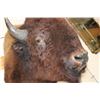 Image 6 : Big BUFFALO or BISON Shoulder Mount