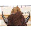 Image 7 : Big BUFFALO or BISON Shoulder Mount