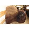 Image 8 : Big BUFFALO or BISON Shoulder Mount