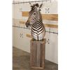 Image 2 : ZEBRA and Rustic Wood Pedestal Mount