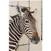 Image 5 : ZEBRA and Rustic Wood Pedestal Mount