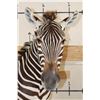 Image 6 : ZEBRA and Rustic Wood Pedestal Mount