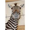 Image 7 : ZEBRA and Rustic Wood Pedestal Mount
