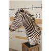 Image 9 : ZEBRA and Rustic Wood Pedestal Mount