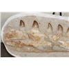 Image 4 : MOSASAURUS Jaw Fossil in a Matrix with 8 Big Teeth and a Metal Display Stand