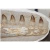 Image 5 : MOSASAURUS Jaw Fossil in a Matrix with 8 Big Teeth and a Metal Display Stand