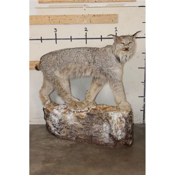Life-sized LYNX on a simulated Rock Base