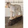 Image 7 : Life-sized LYNX on a simulated Rock Base