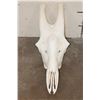 Image 2 : XXL GIRAFFE Skull with All its Teeth