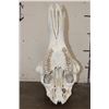 Image 8 : XXL GIRAFFE Skull with All its Teeth