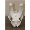 Image 9 : XXL GIRAFFE Skull with All its Teeth