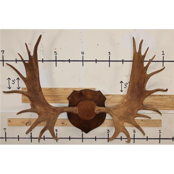 XXL 20-Point Mounted MOOSE Antler Rack on a Wooden Plaque