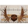 Image 1 : XXL 20-Point Mounted MOOSE Antler Rack on a Wooden Plaque