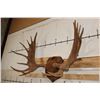 Image 3 : XXL 20-Point Mounted MOOSE Antler Rack on a Wooden Plaque
