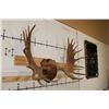 Image 4 : XXL 20-Point Mounted MOOSE Antler Rack on a Wooden Plaque