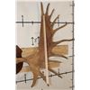Image 6 : XXL 20-Point Mounted MOOSE Antler Rack on a Wooden Plaque