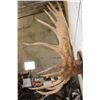 Image 9 : XXL 20-Point Mounted MOOSE Antler Rack on a Wooden Plaque