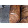Image 4 : Big Brindle Cowhide COUCH or SOFA