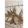 Image 12 : Massive WHITETAIL DEER Shoulder Mount with a Reproduction Rack of the famous "Hole in the Horn" Buck