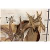 Image 13 : Massive WHITETAIL DEER Shoulder Mount with a Reproduction Rack of the famous "Hole in the Horn" Buck
