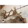 Image 14 : Massive WHITETAIL DEER Shoulder Mount with a Reproduction Rack of the famous "Hole in the Horn" Buck
