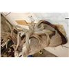 Image 15 : Massive WHITETAIL DEER Shoulder Mount with a Reproduction Rack of the famous "Hole in the Horn" Buck