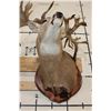 Image 16 : Massive WHITETAIL DEER Shoulder Mount with a Reproduction Rack of the famous "Hole in the Horn" Buck