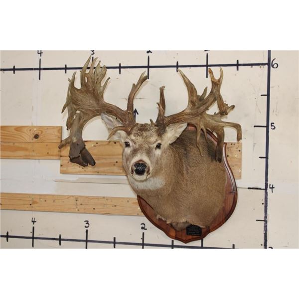 Massive WHITETAIL DEER Shoulder Mount with a Reproduction Rack of the famous "Hole in the Horn" Buck