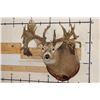 Image 1 : Massive WHITETAIL DEER Shoulder Mount with a Reproduction Rack of the famous "Hole in the Horn" Buck