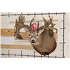 Image 2 : Massive WHITETAIL DEER Shoulder Mount with a Reproduction Rack of the famous "Hole in the Horn" Buck