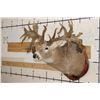 Image 3 : Massive WHITETAIL DEER Shoulder Mount with a Reproduction Rack of the famous "Hole in the Horn" Buck
