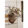 Image 4 : Massive WHITETAIL DEER Shoulder Mount with a Reproduction Rack of the famous "Hole in the Horn" Buck