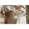 Image 5 : Massive WHITETAIL DEER Shoulder Mount with a Reproduction Rack of the famous "Hole in the Horn" Buck