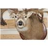 Image 6 : Massive WHITETAIL DEER Shoulder Mount with a Reproduction Rack of the famous "Hole in the Horn" Buck