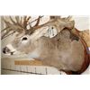 Image 7 : Massive WHITETAIL DEER Shoulder Mount with a Reproduction Rack of the famous "Hole in the Horn" Buck