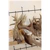 Image 8 : Massive WHITETAIL DEER Shoulder Mount with a Reproduction Rack of the famous "Hole in the Horn" Buck