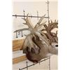 Image 9 : Massive WHITETAIL DEER Shoulder Mount with a Reproduction Rack of the famous "Hole in the Horn" Buck