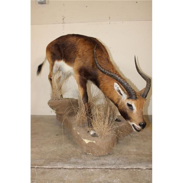 Life-sized KAFUE LECHWE on a light-weight Simulated Rock Foam Base