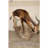 Image 1 : Life-sized KAFUE LECHWE on a light-weight Simulated Rock Foam Base