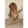Image 3 : Life-sized KAFUE LECHWE on a light-weight Simulated Rock Foam Base