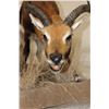 Image 6 : Life-sized KAFUE LECHWE on a light-weight Simulated Rock Foam Base