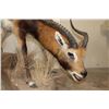 Image 7 : Life-sized KAFUE LECHWE on a light-weight Simulated Rock Foam Base
