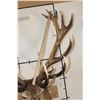 Image 10 : Big 16-Point RED STAG Shoulder Mount